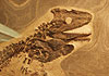Abbildung: Fossil