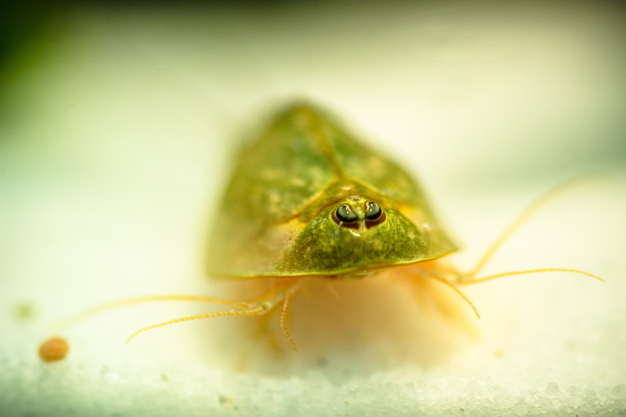 triops-1515320_1280