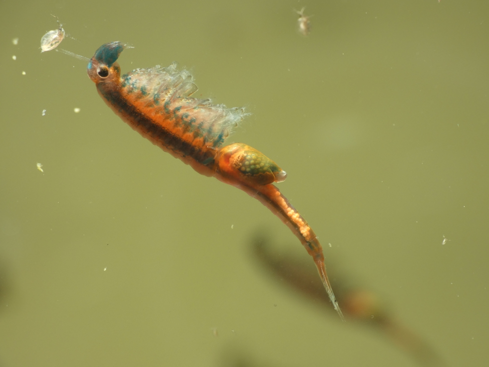 Eubranchipus grubii Weibchen n - Urweltmuseum Geoskop