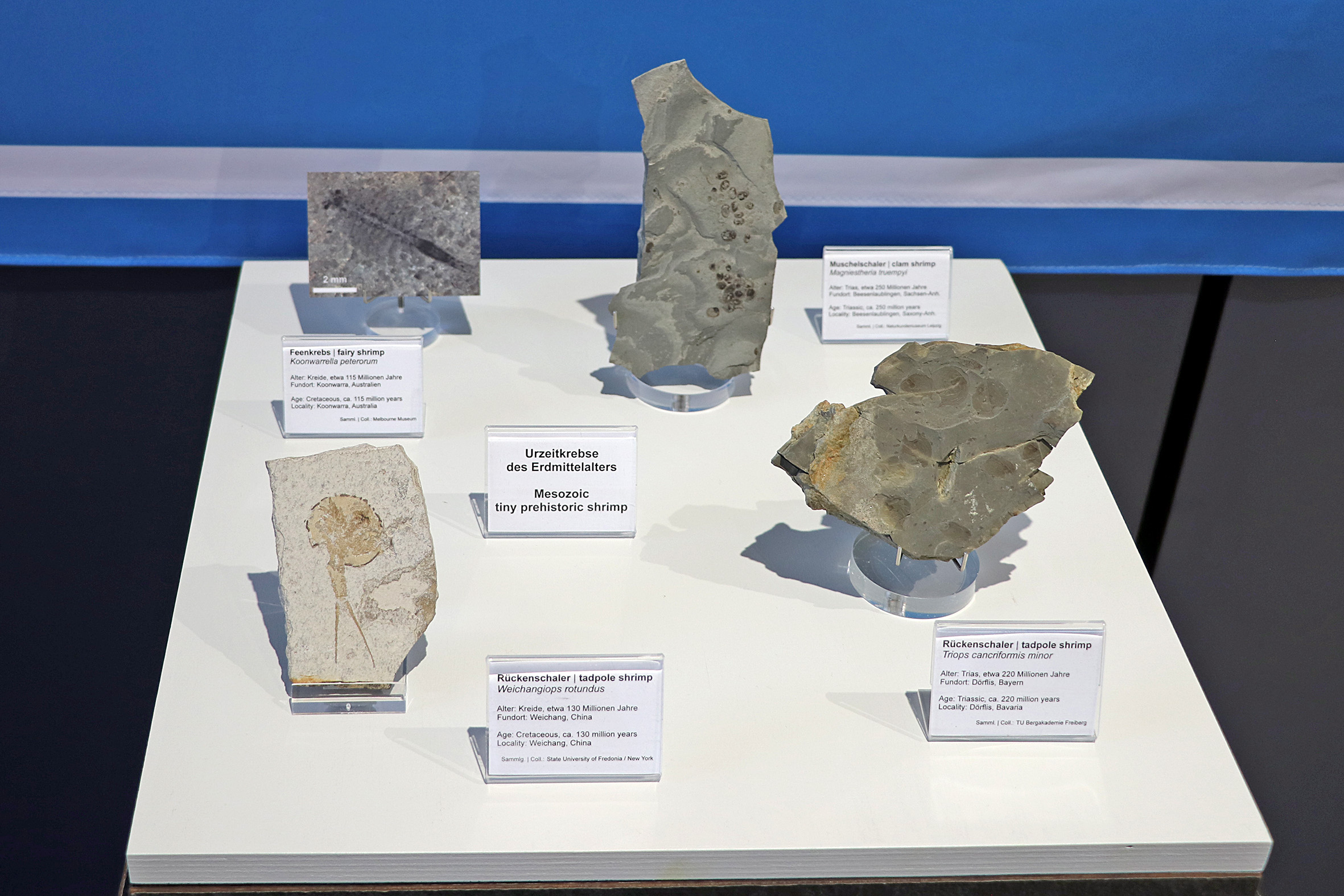 Sonderausstellunhg Urzeitkrebse GEOSKOP 2024 2025 v1 Seite 11 - Urweltmuseum Geoskop