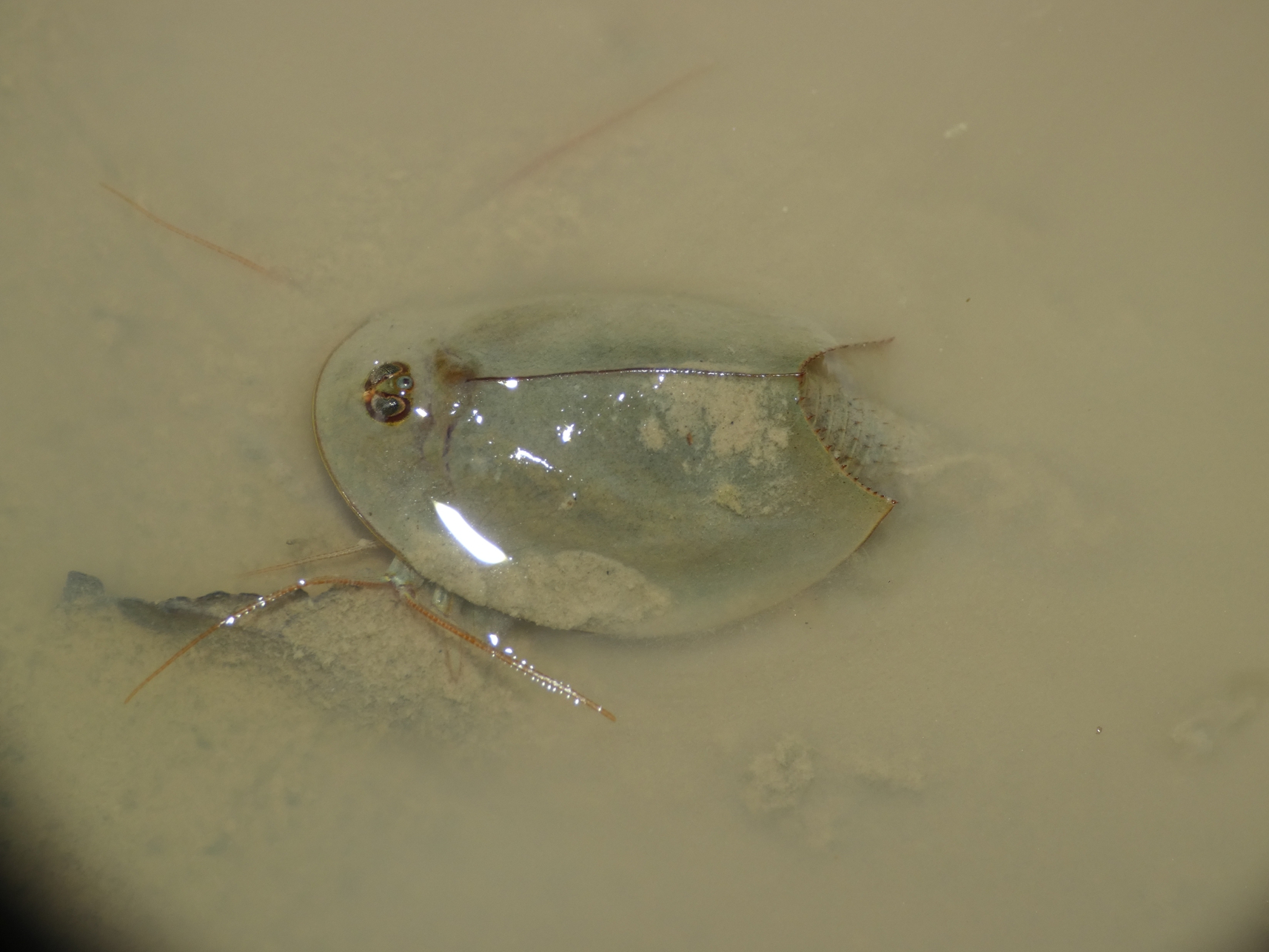 Triops cancriformis im Habitatn - Urweltmuseum Geoskop