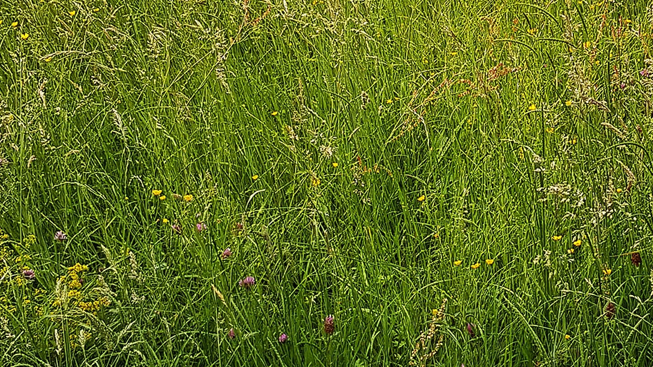2025 04 15 FoWe Wiesensafari - Urweltmuseum Geoskop