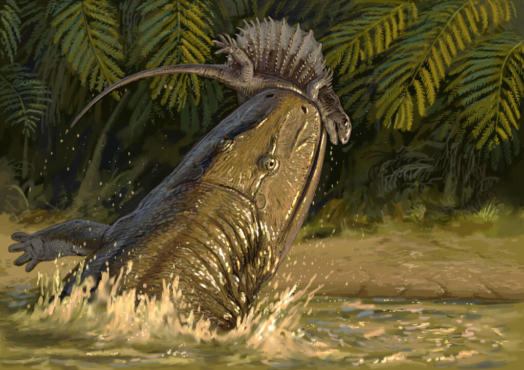 6 Stenokranio klein | Urweltmuseum Geoskop