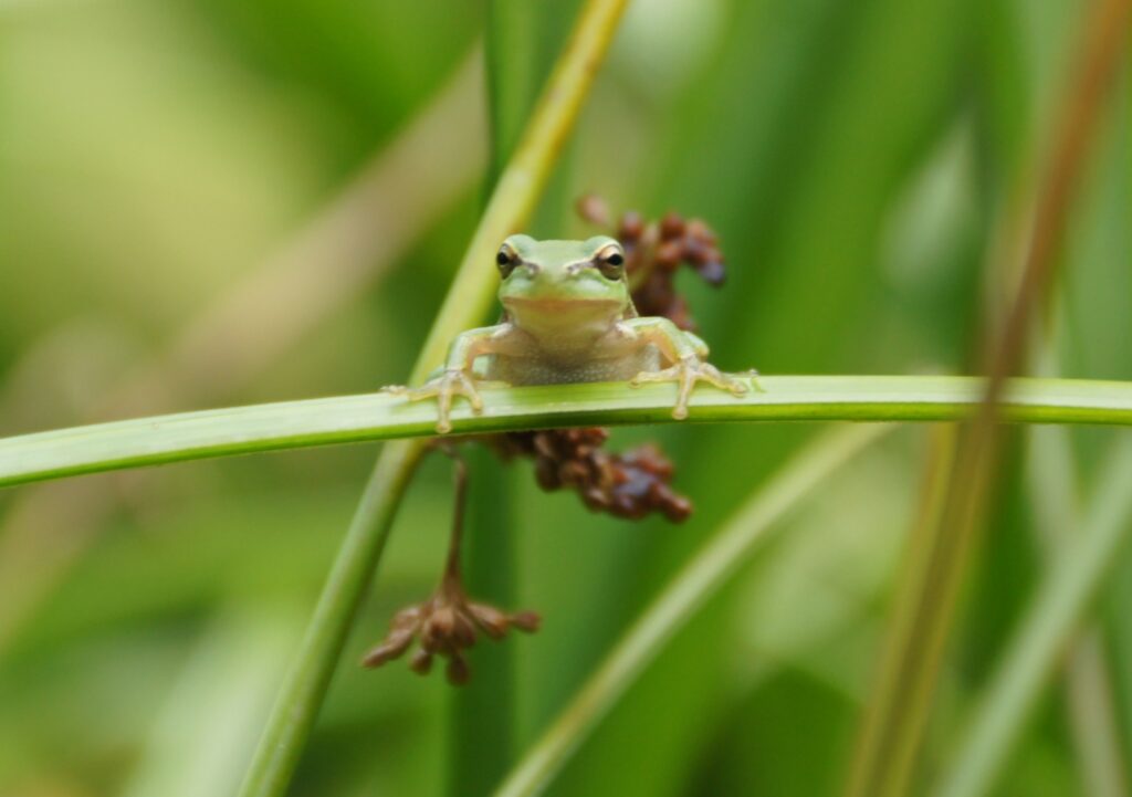 Hyla arborea | Urweltmuseum Geoskop