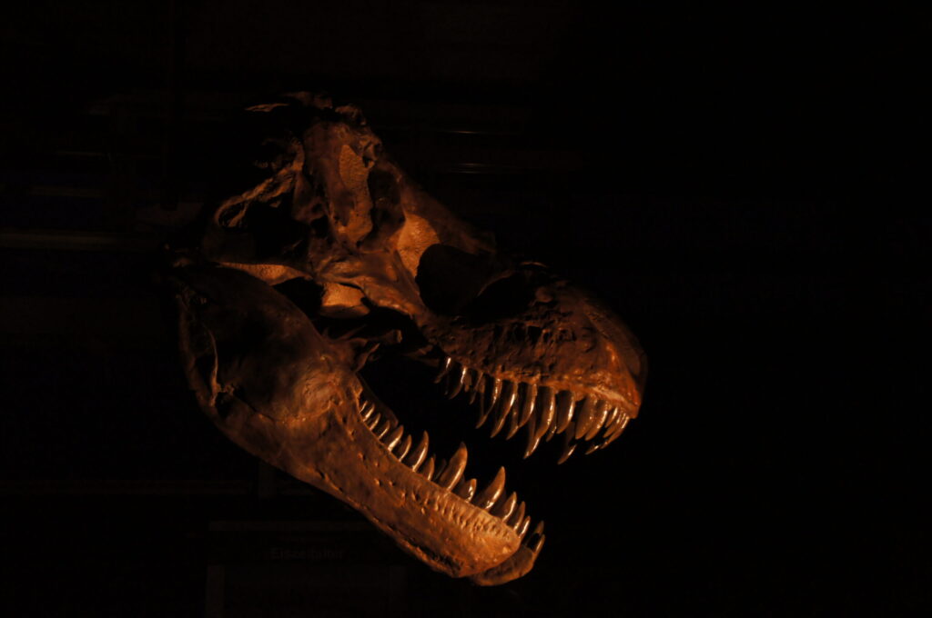 Verborgener Jäger – Cryptovenator hirschbergeri | Urweltmuseum GEOSKOP