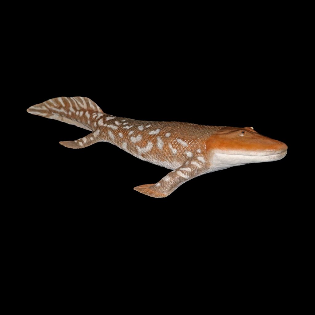 Tiktaalik | Urweltmuseum Geoskop